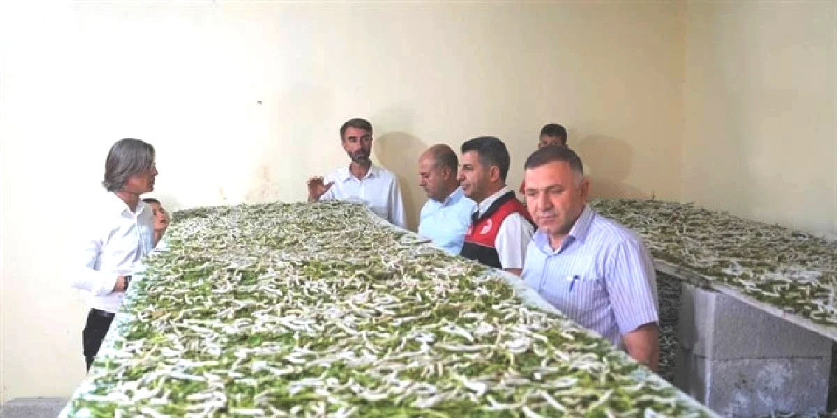 musta-ipek-bocegi-yetistiren-1.jpg